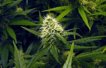 marijuana-plant-bud.jpg